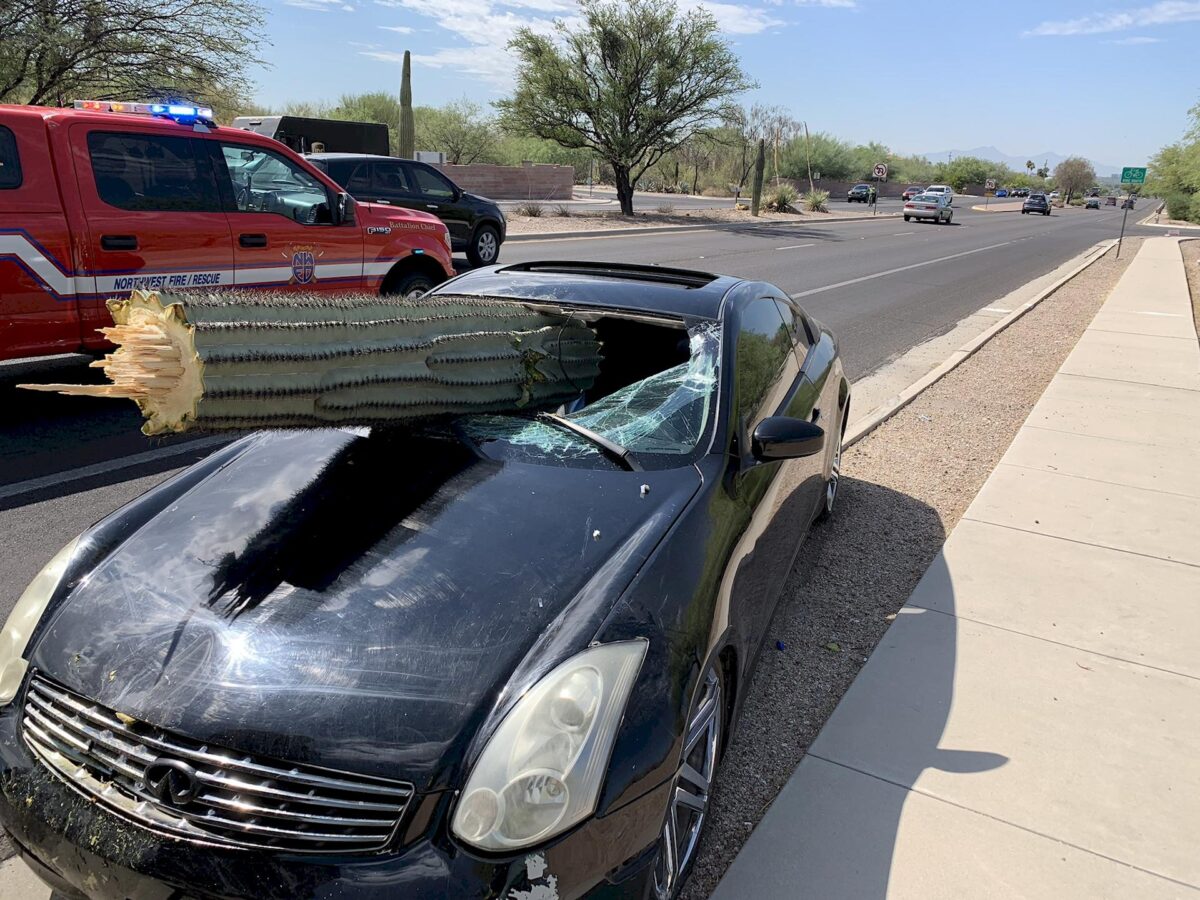 Incidente contro un cactus