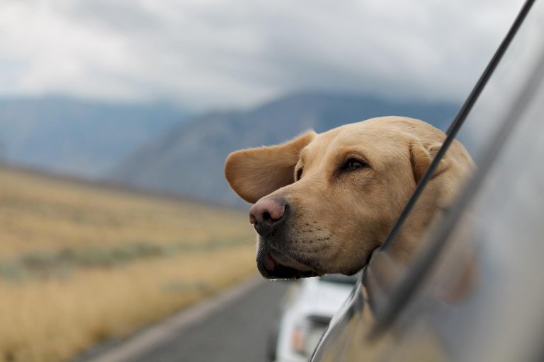 Viaggiare in auto con il cane