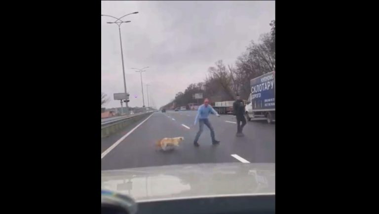 cagnolini attraversano autostrada