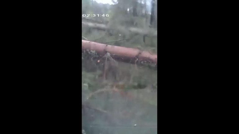 Alberi continuano a crollare durante una tempesta