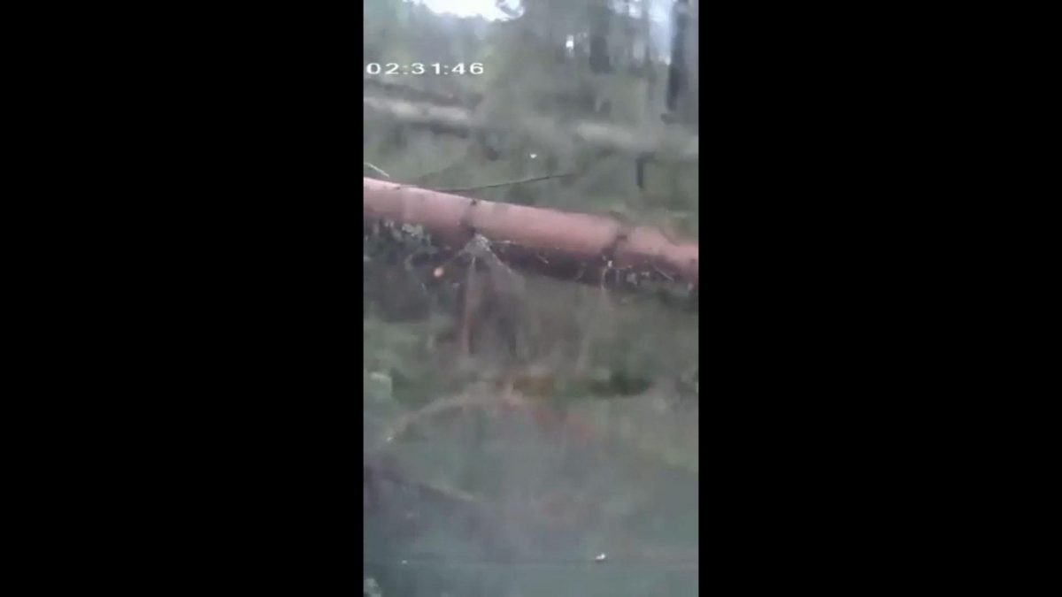 Alberi continuano a crollare durante una tempesta