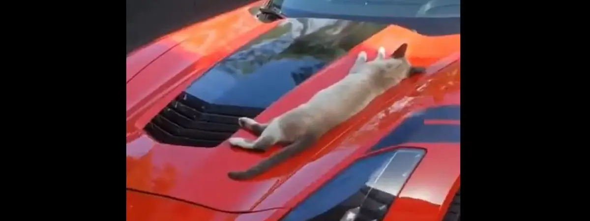 gatto pennica su cofano auto