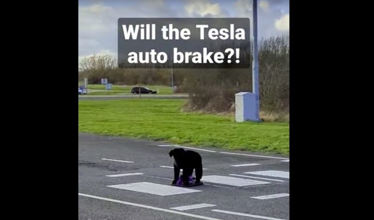 tesla investe cane