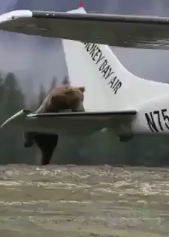 orso aereo