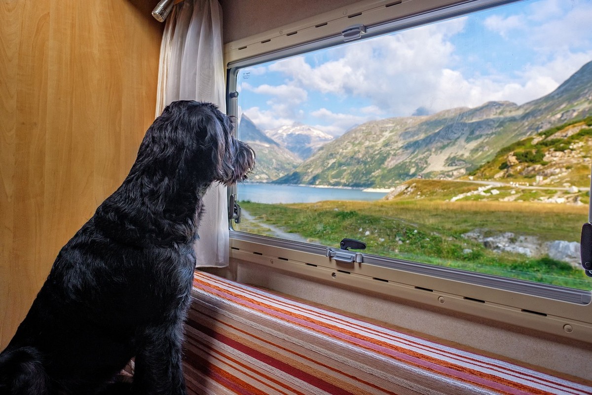 Viaggiare con il cane in camper